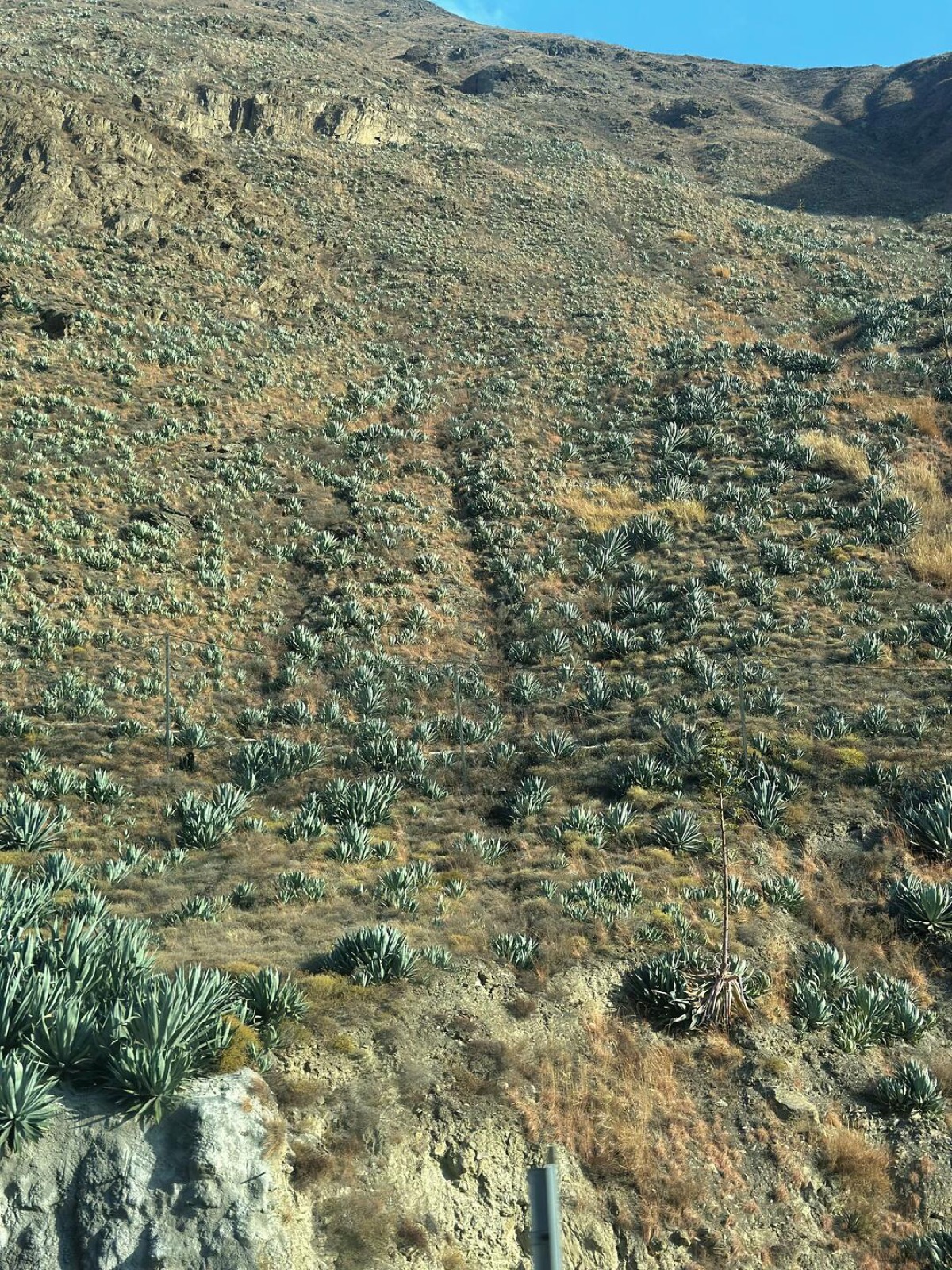tequila 大峡谷 四川人自己的墨西哥 图1