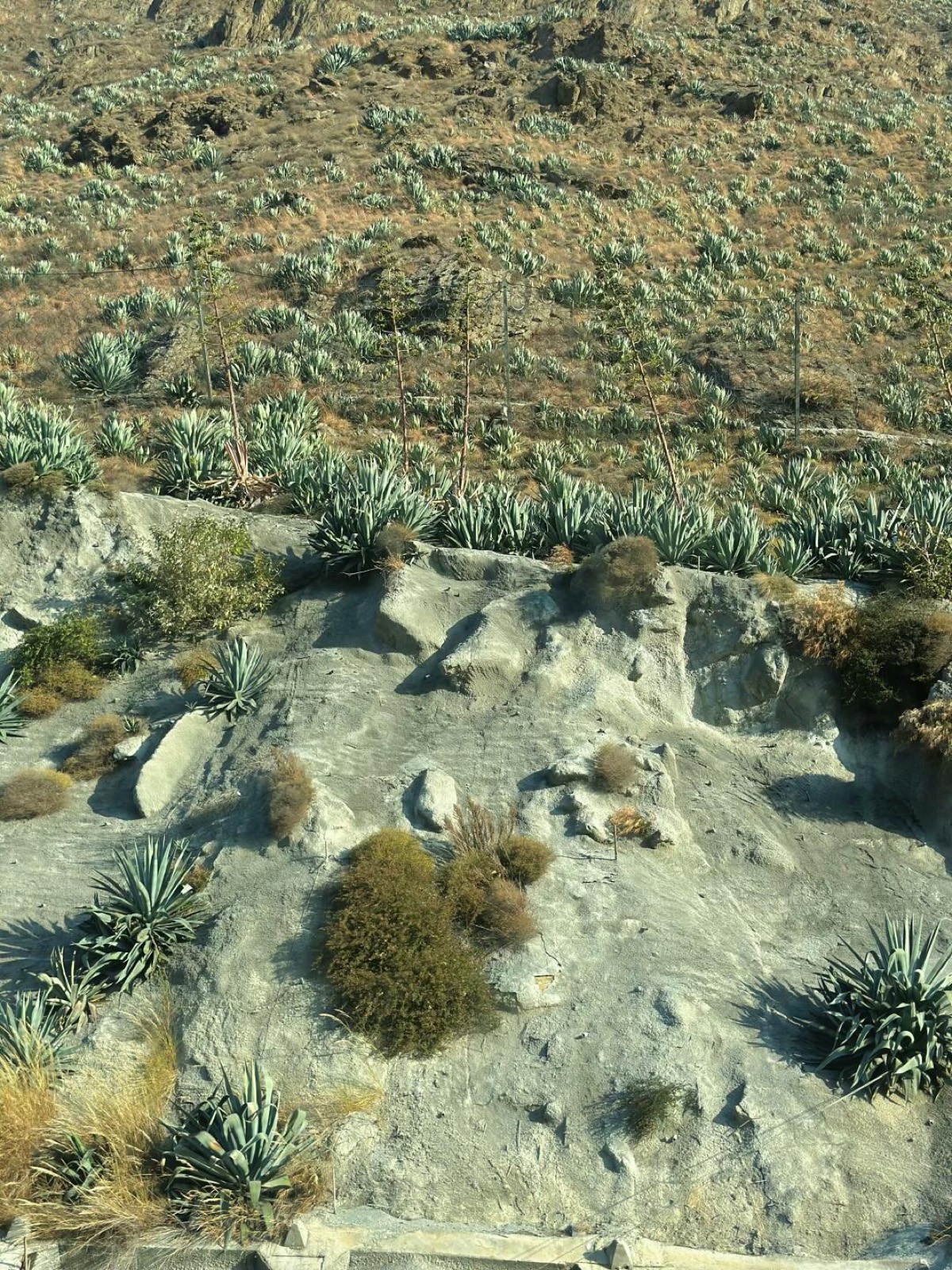 tequila 大峡谷 四川人自己的墨西哥 图2