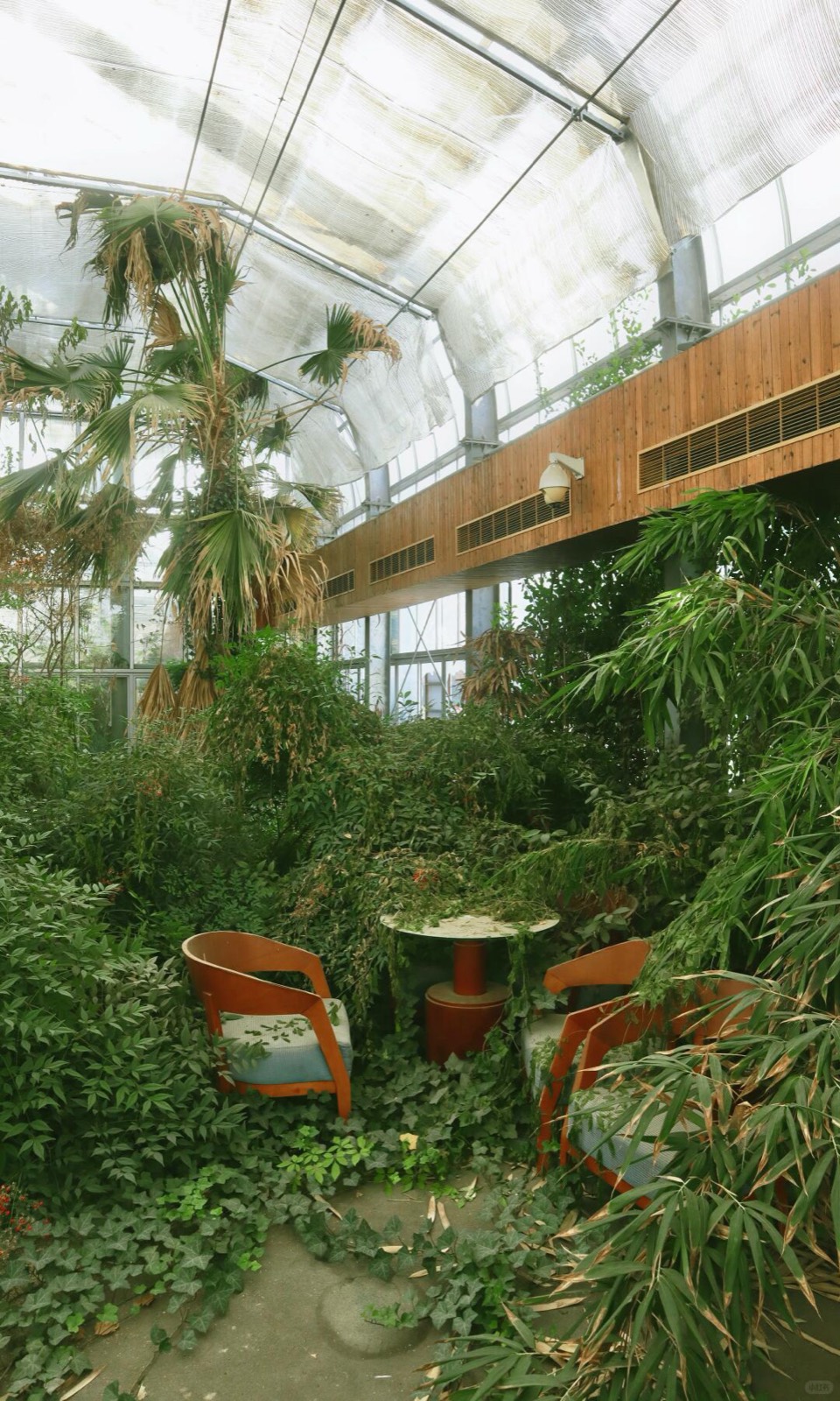 绿植吞噬的废弃温室，像闯进一场醒不来的梦 图1
