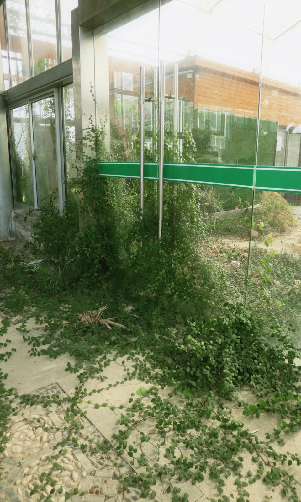 绿植吞噬的废弃温室，像闯进一场醒不来的梦 图2
