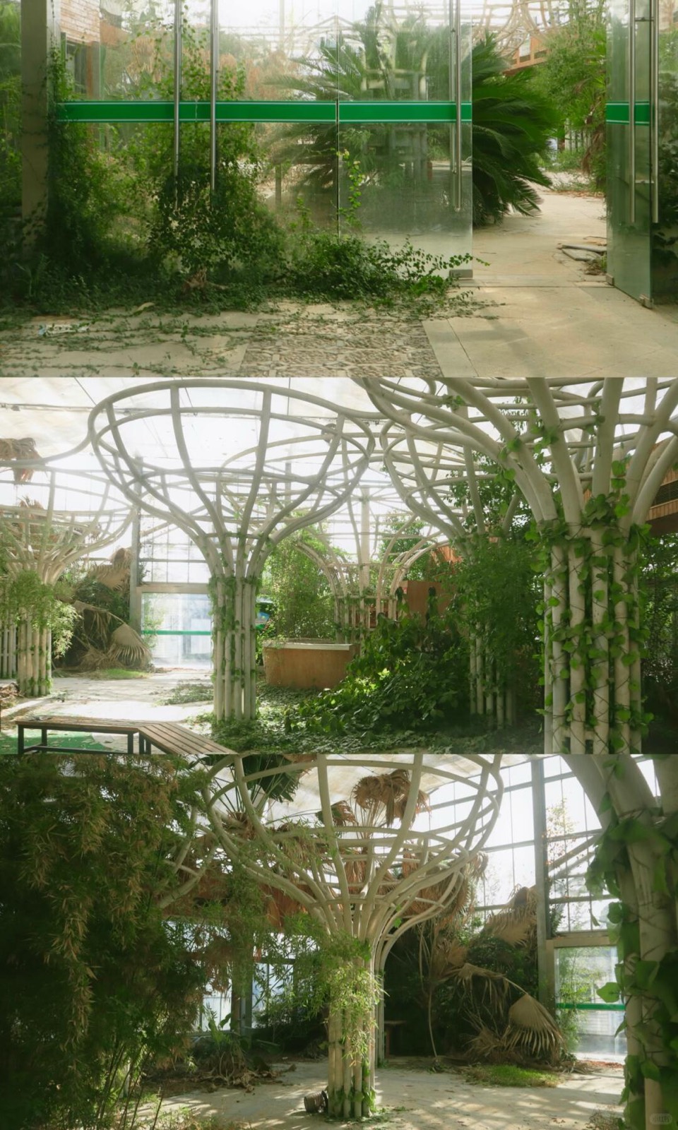 绿植吞噬的废弃温室，像闯进一场醒不来的梦 图3