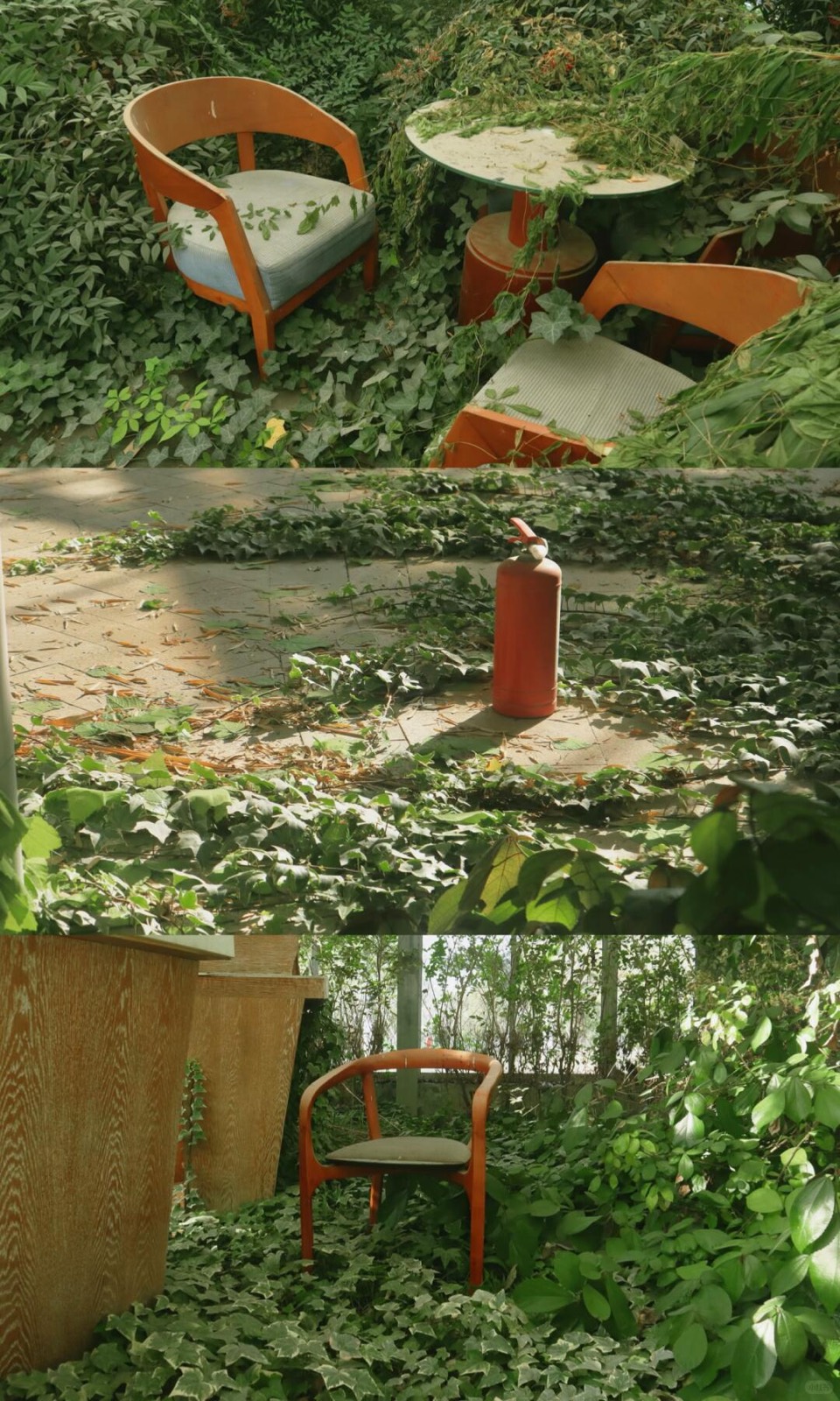 绿植吞噬的废弃温室，像闯进一场醒不来的梦 图4