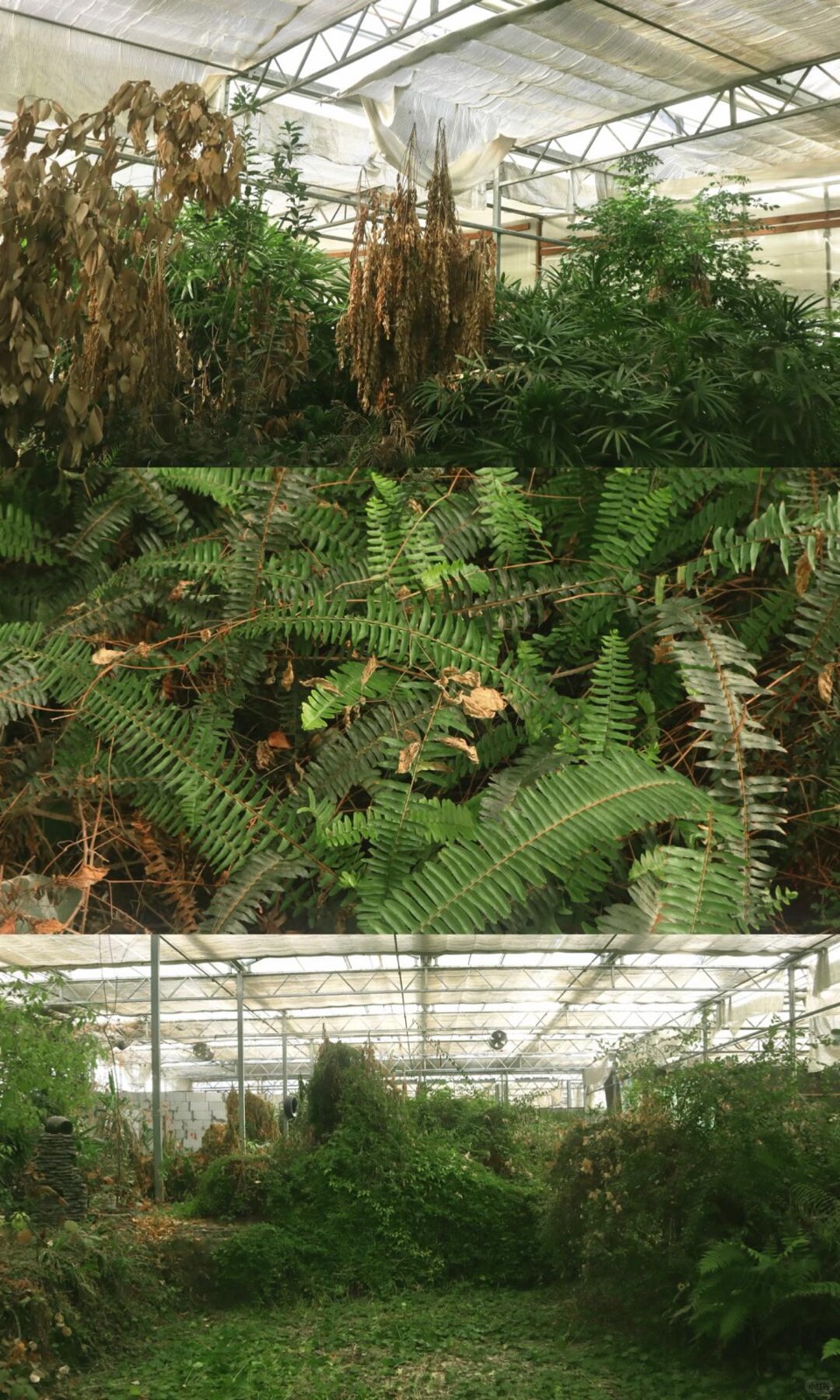 绿植吞噬的废弃温室，像闯进一场醒不来的梦 图5