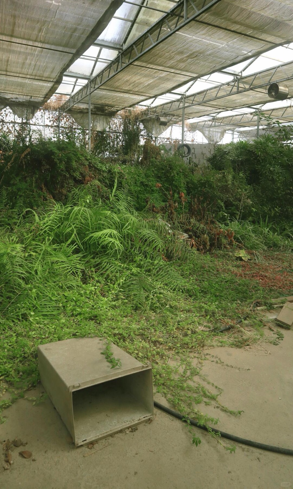 绿植吞噬的废弃温室，像闯进一场醒不来的梦 图9