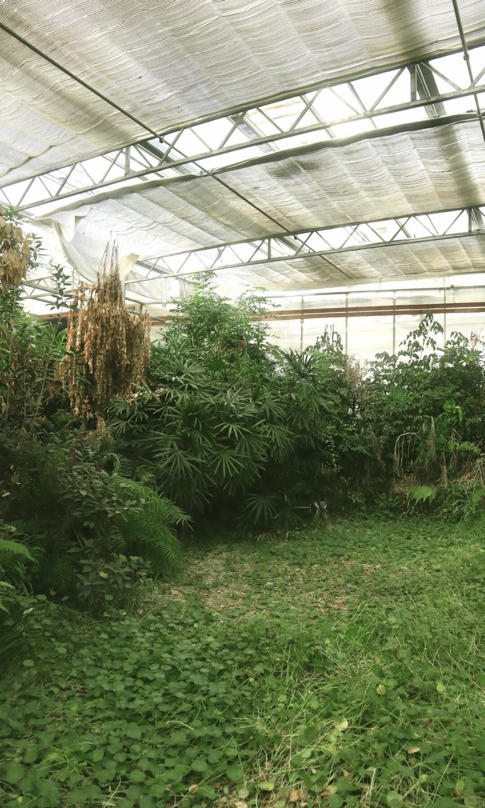 绿植吞噬的废弃温室，像闯进一场醒不来的梦 图10
