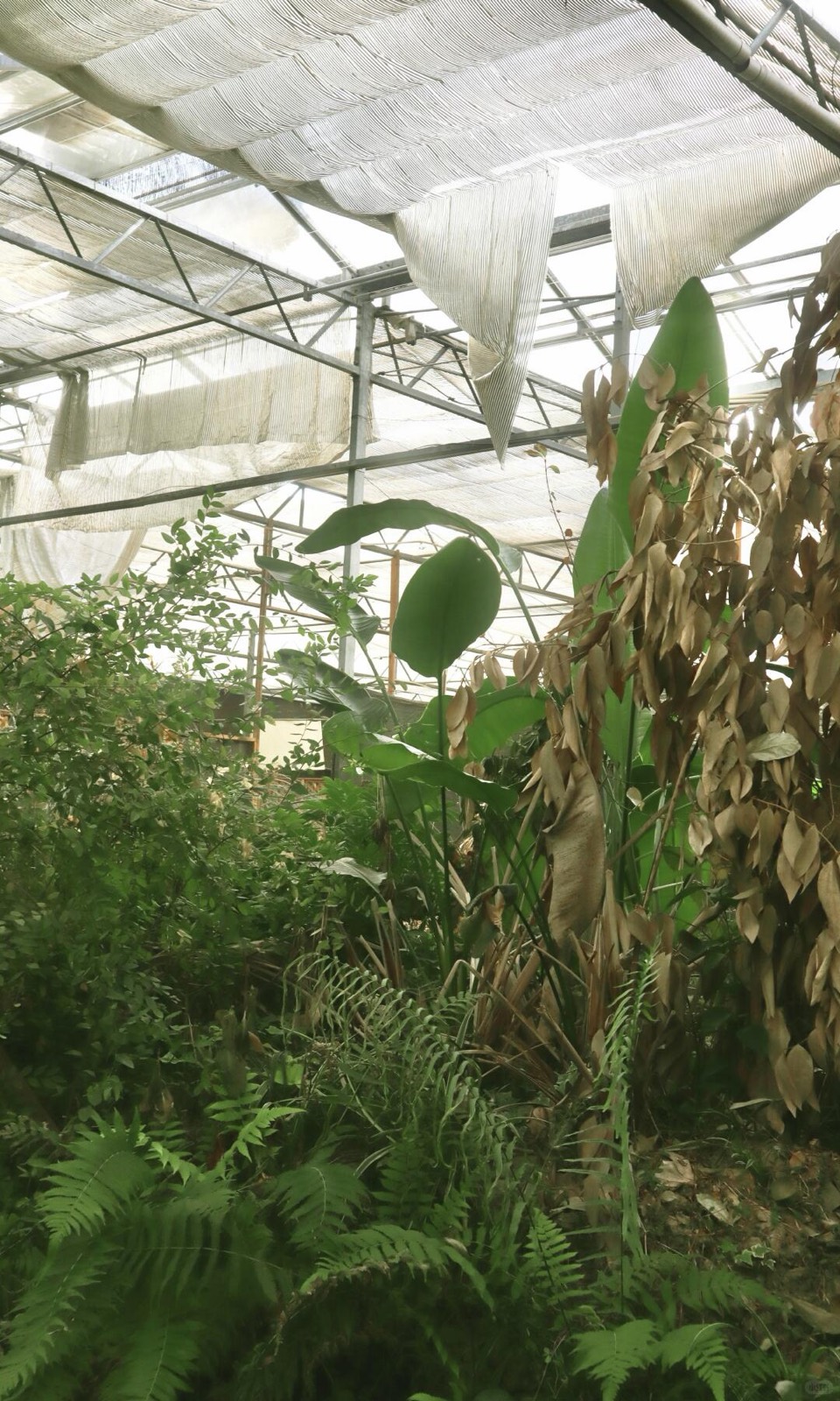 绿植吞噬的废弃温室，像闯进一场醒不来的梦 图11
