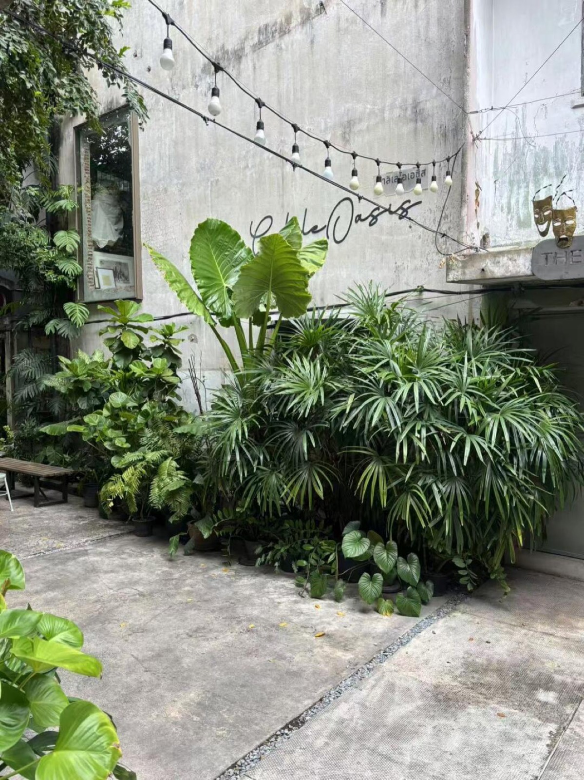 ＃曼谷绿色角落·绿植人天堂 图2