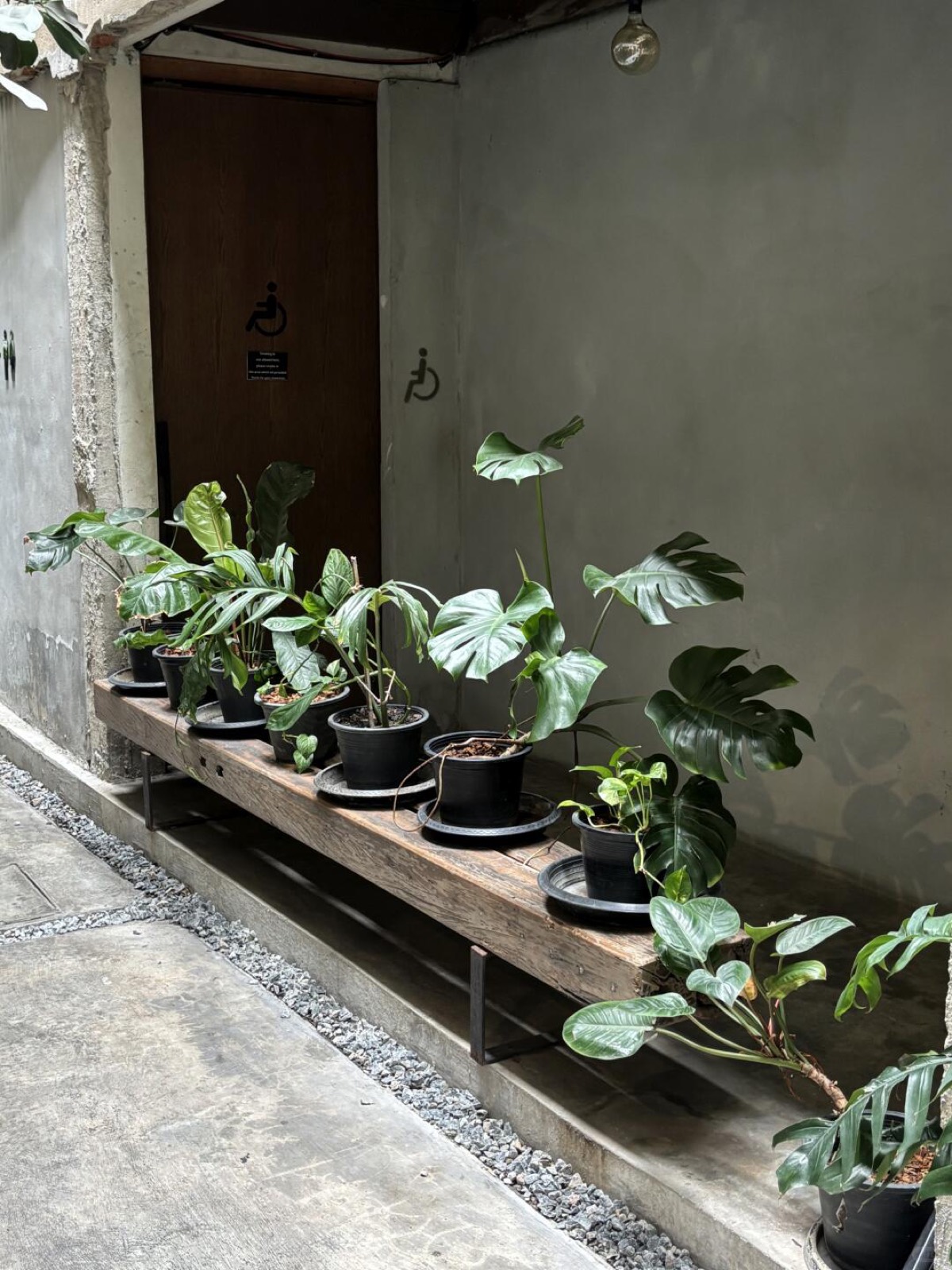 ＃曼谷绿色角落·绿植人天堂 图6