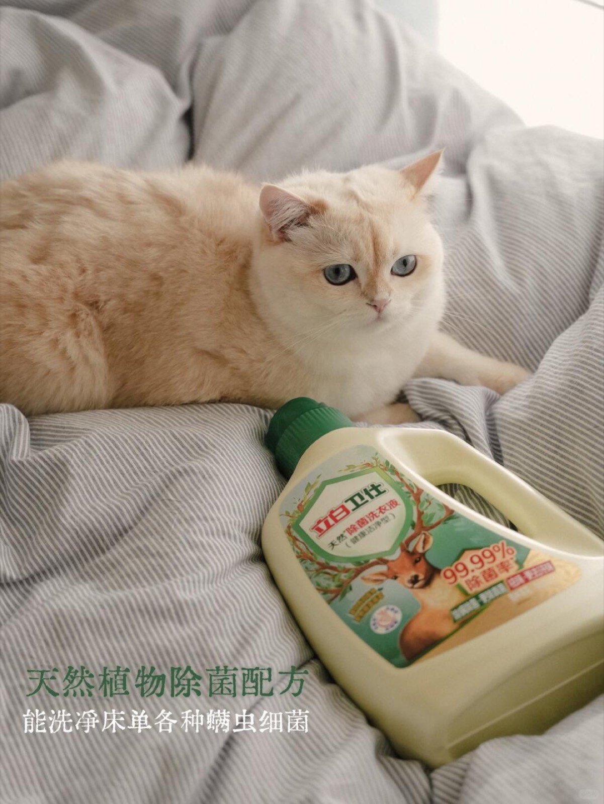 养了三猫一狗后，我对“安全”有了新理解！ 图5