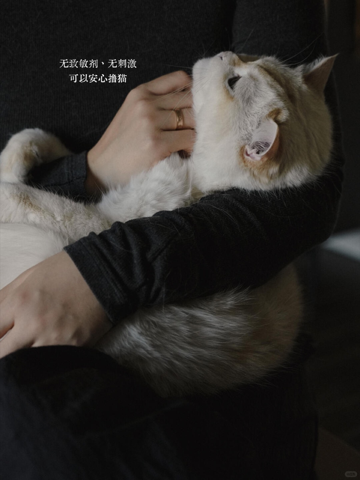 养了三猫一狗后，我对“安全”有了新理解！ 图6