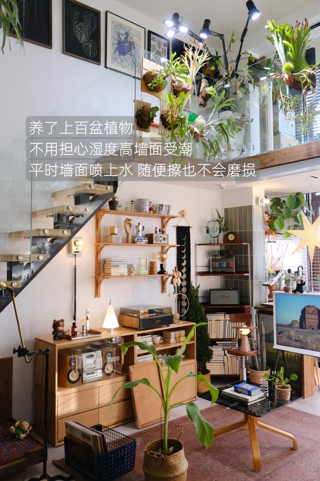 入住四年，我把家打造成了室内植物园 图3