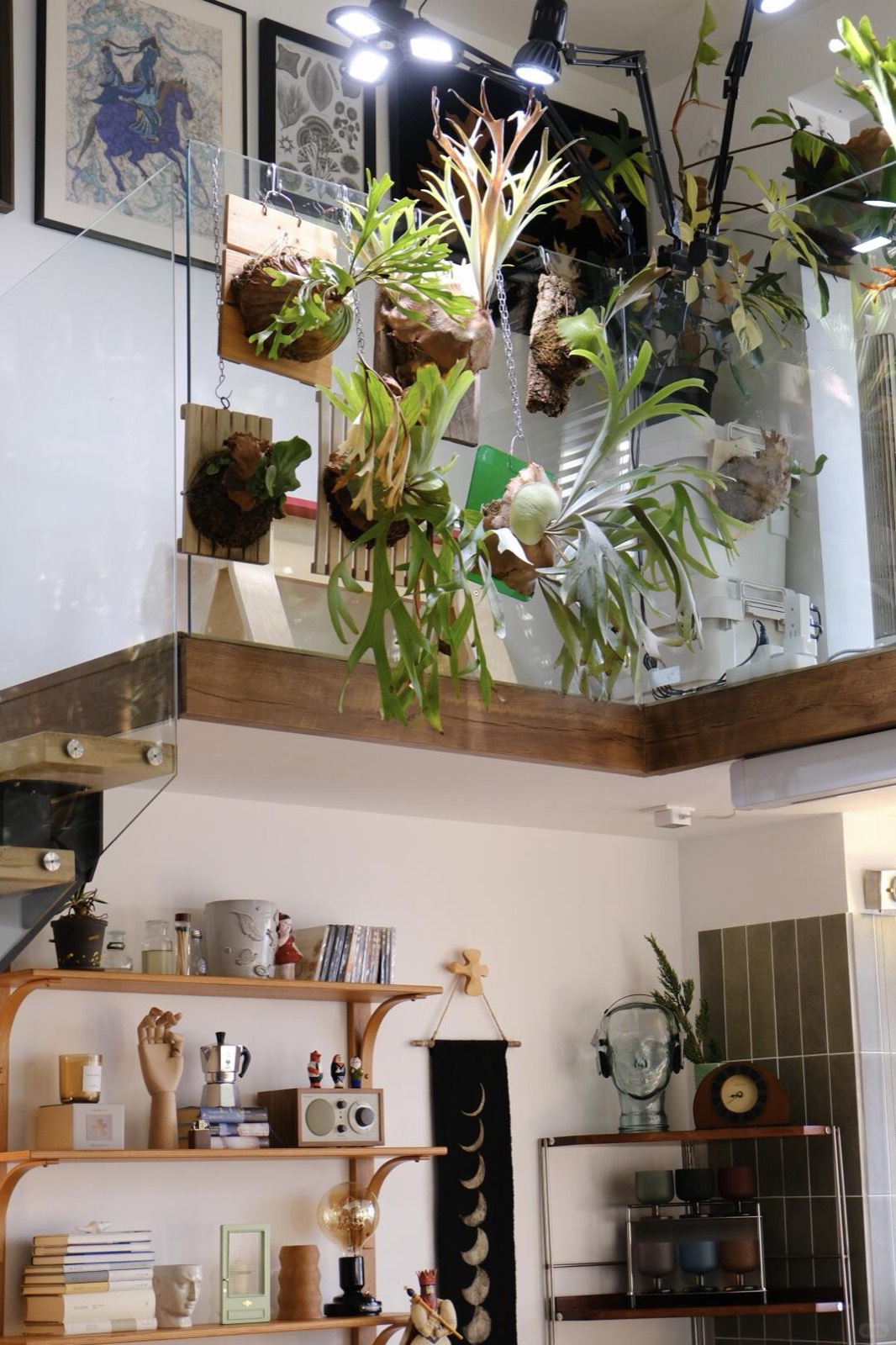 入住四年，我把家打造成了室内植物园 图4