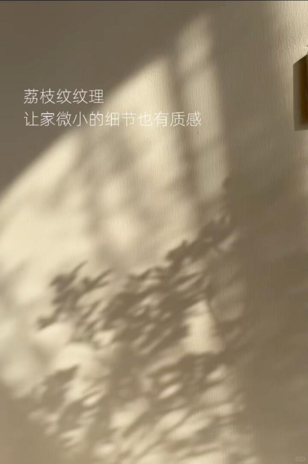入住四年，我把家打造成了室内植物园 图6