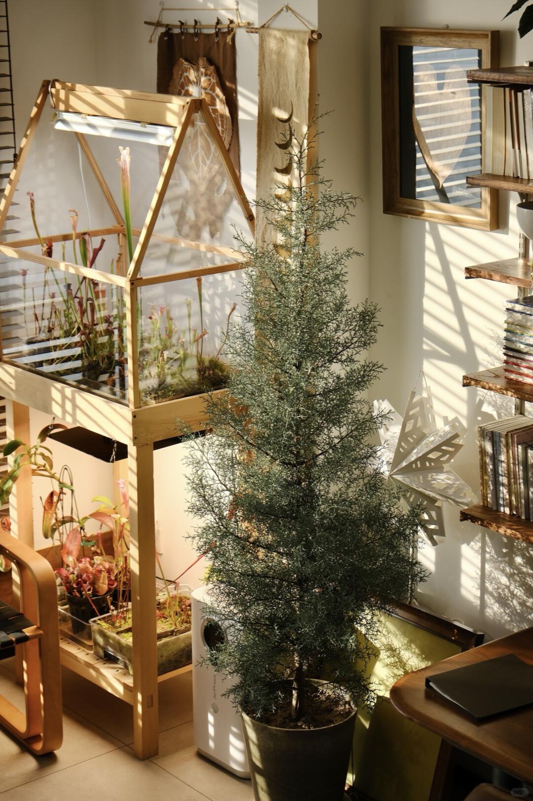 入住四年，我把家打造成了室内植物园 图8