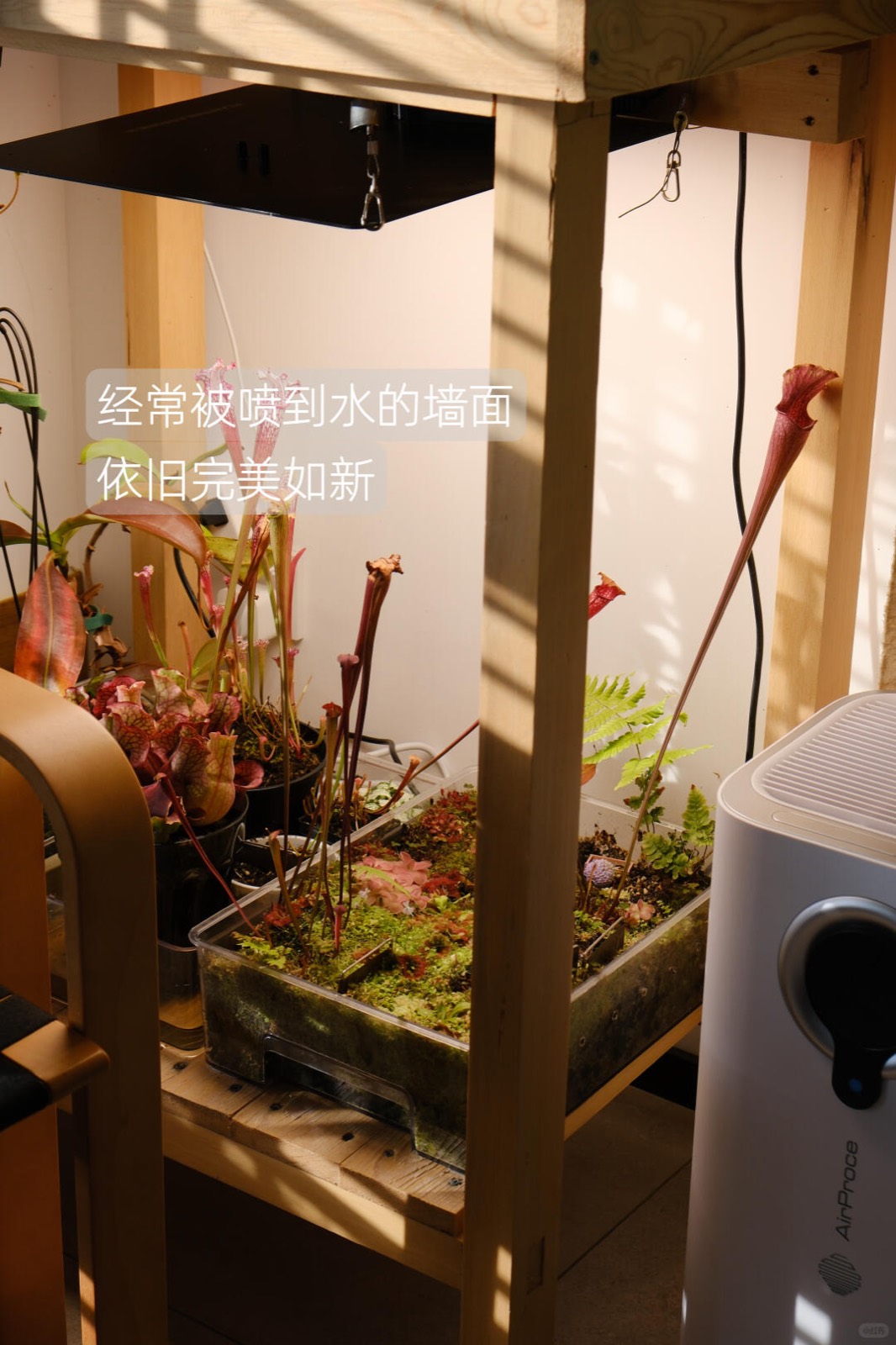 入住四年，我把家打造成了室内植物园 图9