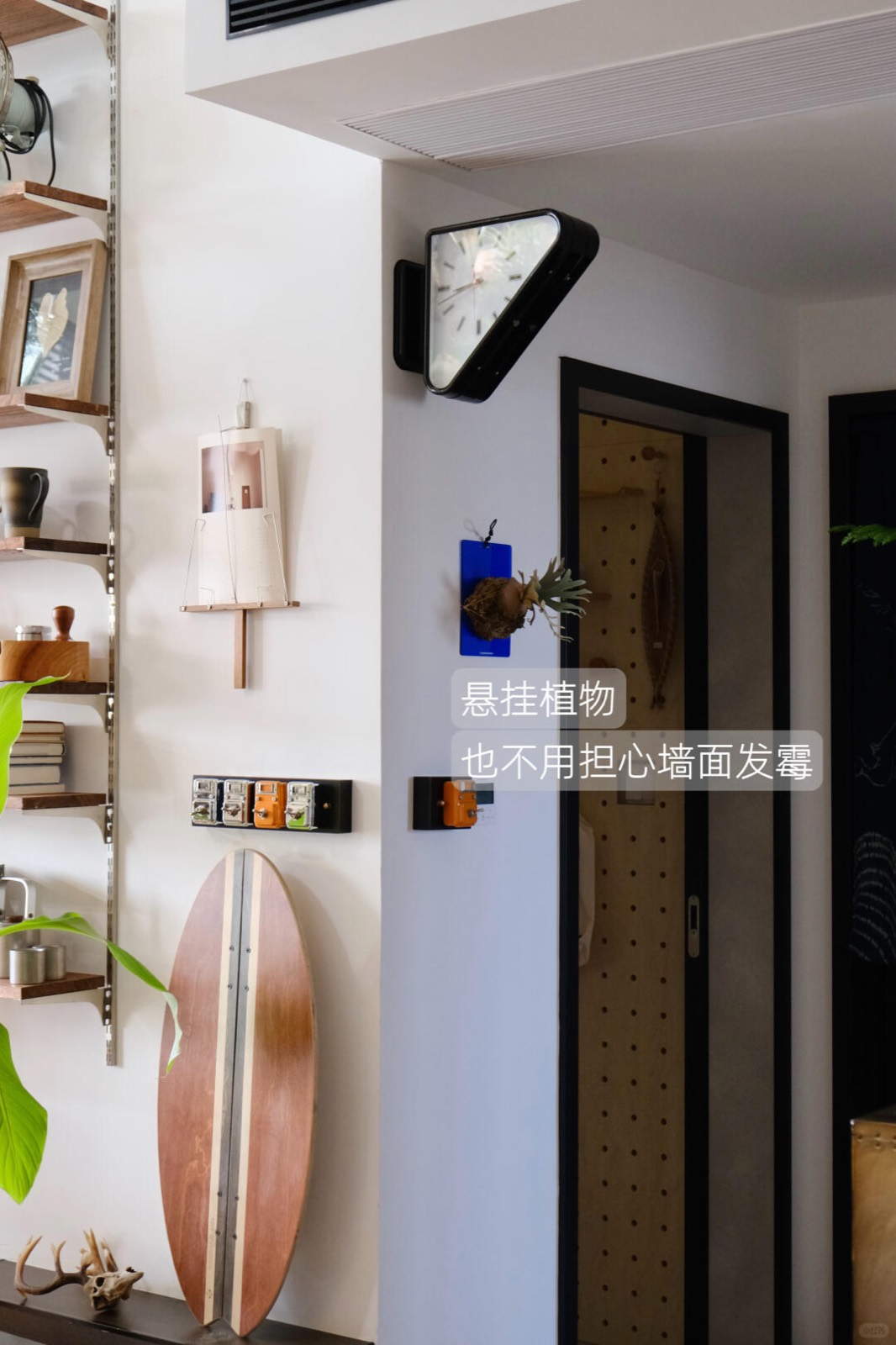 入住四年，我把家打造成了室内植物园 图11