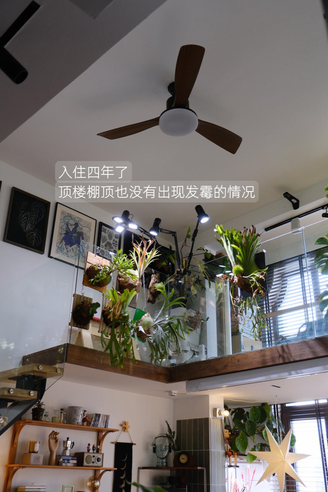 入住四年，我把家打造成了室内植物园 图12